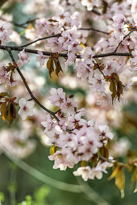 沙金特樱花(Prunus sargentii)